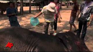 Elephant Therapy for Children With Autism [upl. by Kcirrag]