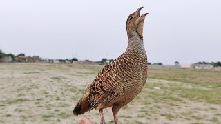 Teetar birds  teetar recording  teetar kee awaz  gray francolin teetar voice [upl. by Ruyle391]