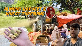 Almond Harvesting amp Wheat Threshing  Sadiq’s Daily Life Vlog [upl. by Zennie]