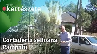 Cortaderia selloana  Pampafű [upl. by Erihppas]