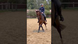 Lässt du dein Pferd von anderen reiten 🤔🐴 pferd horse equestrian pferde horses pferdeliebe [upl. by Ycrad]