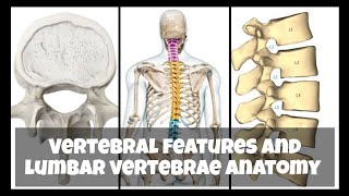 Vertebrae features and lumbar vertebrae anatomy brdmedicalcollege mbbs trending anatomy youtube [upl. by Collum963]