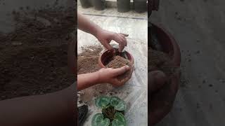 trending How to repott Cyclamen plantwinter flower in soil cocopeet vermi compost mixture 💞 [upl. by Arihat]