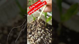 Lucky bamboo propagation successfulplantsgardengardeningideasshortsytluckyplant [upl. by Arimas]