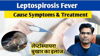 Leptospira Infection Cause Symptoms and Treatment in hindi  Leptospirosis  Fever [upl. by Walker]