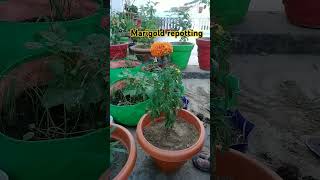 Marigold plants gardening howtogrowlotusathome flower phalphoolaursabjiyaindoorplants [upl. by Nyleaj]