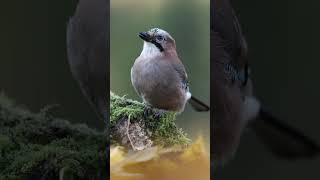 Осенняя сойка  Autumn Jay jaybird birds wildlife [upl. by Dadinirt]