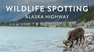 Wildlife spotting on the Alaska Highway [upl. by Brittni731]