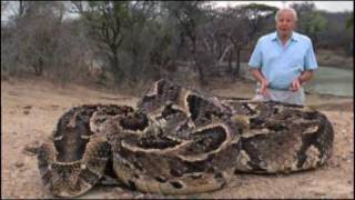 The Puff Adder [upl. by Jacinta]