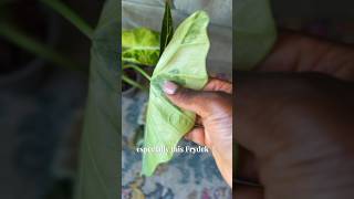 Alocasia Frydek Variegated care tips plants [upl. by Liz328]