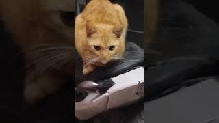 The cute Meow shorts viralshort trending ytshortsindia cat cats catvideos catshorts [upl. by Ahseka204]