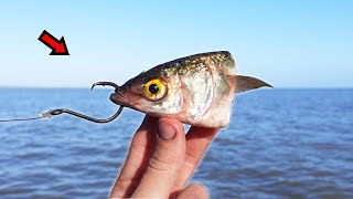 Fishing with Mullet to Catch GIANT Fish [upl. by Halsted]