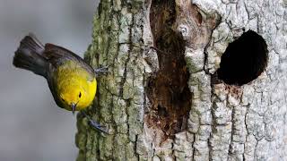 The Secret Life of Prothonotary Warblers [upl. by Kinom]