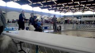 Dallas Texas Akc Dog Show Old English Sheepdog Puppy 1218 months [upl. by Semaj593]