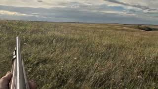 North Dakota Sharptailed Grouse Hunting 2024  Sharptailed Grouse Missing at its finest [upl. by Loreen]