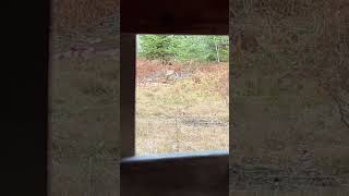 lonebowhunter archery archeryhunter bowhunting funny deerseason hunting [upl. by Evoy229]