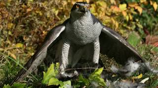 Goshawks Great flight [upl. by Laurent]