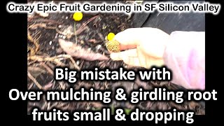 Over Mulching Mistakes amp Root Girdling Why Tree with Small Fruits amp Dropping Feb122024 [upl. by Onairda]