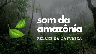 🍃 Som da Floresta Amazônica Som da Natureza para Relaxar e Meditar [upl. by Atik131]