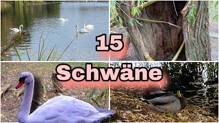 15 Schwäne 🦢😍 Stadtsee Stendal [upl. by Amarette888]