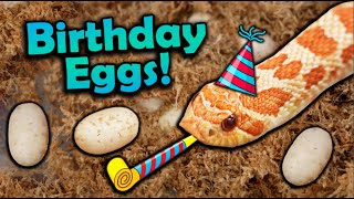 My Favorite Snake Laid Eggs on my Birthday [upl. by Whitby942]