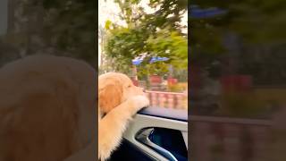 Leo ka beta bhi Leo ki tarah ban gaya dog funny doglover desidog dogster doggydaycare [upl. by Anderegg]