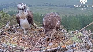 A rollercoaster season in 2024 triumph tragedy and plenty more Loch Arkaig Osprey cam highlights [upl. by Jed644]