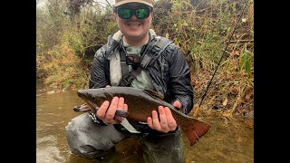 Fly Fishing Western NC delayed harvest streams with BIG brook trout [upl. by Corder]