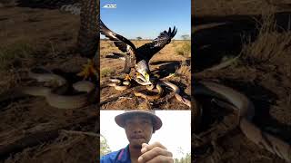 Eagle and Snake  animals shortsvideo viralvideo wildlife eagles [upl. by Eadas]