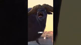 Animated Movies about Lions [upl. by Anaerb]