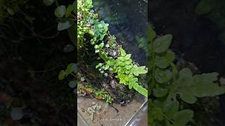 vivarium trimming after 46 days part 1 vivarium plants [upl. by Merline517]