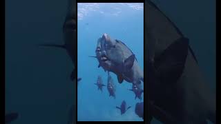 dangerous water fish  undersea fishes  shortsvideo [upl. by Ataliah214]