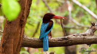 Whitethroated kingfisher [upl. by Reppart223]