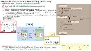 Galactose metabolism and Glygogen metabolism Dr Ebtehal Gamal [upl. by Ahsital]