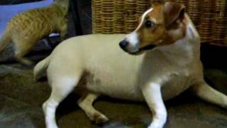 Meerkat vs Jack Russell Terrier [upl. by Danelle770]