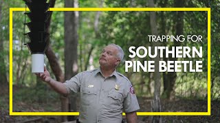 Invasive Insect Trapping Southern Pine Beetle [upl. by Anselme]