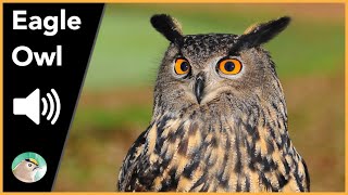 Eagle Owl  Sounds [upl. by Cis]