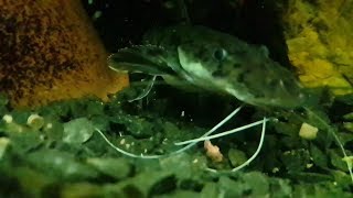 Tiger Shovelnose Catfish eating slowmo [upl. by Jessen]