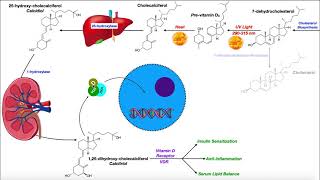 Vitamin D  Biosynthesis amp the Vitamin D Receptor [upl. by Bundy946]