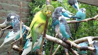 AviaryBirds  Budgies  Parakeets  Parkieten [upl. by Nonac]