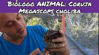 Biólogo ANIMAL Coruja Megascosps choliba [upl. by Ileray]