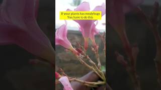 How to remove Mealybugs from plants  Quick Easy 1 tip to remove white insects shorts viralvideo [upl. by Allenrad176]