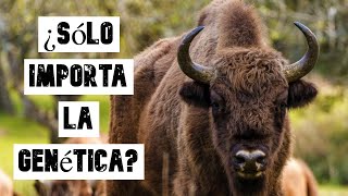 El bisonte europeo en España y la obsesión genetista en la conservación [upl. by Nnylassej]