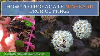 How to Propagate Ninebark from Cuttings  Physocarpus opulifolius [upl. by Quillan946]