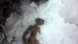 Alien Body Discovered In Buryatia Russia April 2011 [upl. by Moore]