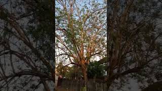 Seemakonna tree or Gliricidia sepium as mosquitoes repellent and rat poison [upl. by Notsuj]