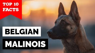 Belgian Malinois  Top 10 Facts [upl. by Akimed]