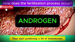 What Happens During Fertilizationmenstrualcycle pregnant implantation science health biology [upl. by Miof Mela215]