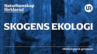 Skogens ekologi förklarad  BIOLOGI  Gymnasienivå [upl. by Oirad]