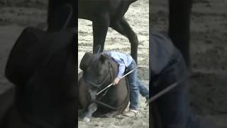 HIT THAT SUBSCRIBE BUTTON FOR THIS LITTLE COWBOY horse equestrian cowboys fyp horseofyoutube [upl. by Faythe365]